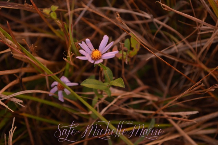 MichelleMarie (1 of 1)-27