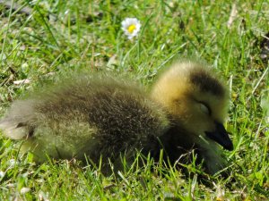sleepy gosling lake2