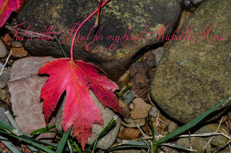 MichelleMarie (1 of 1)