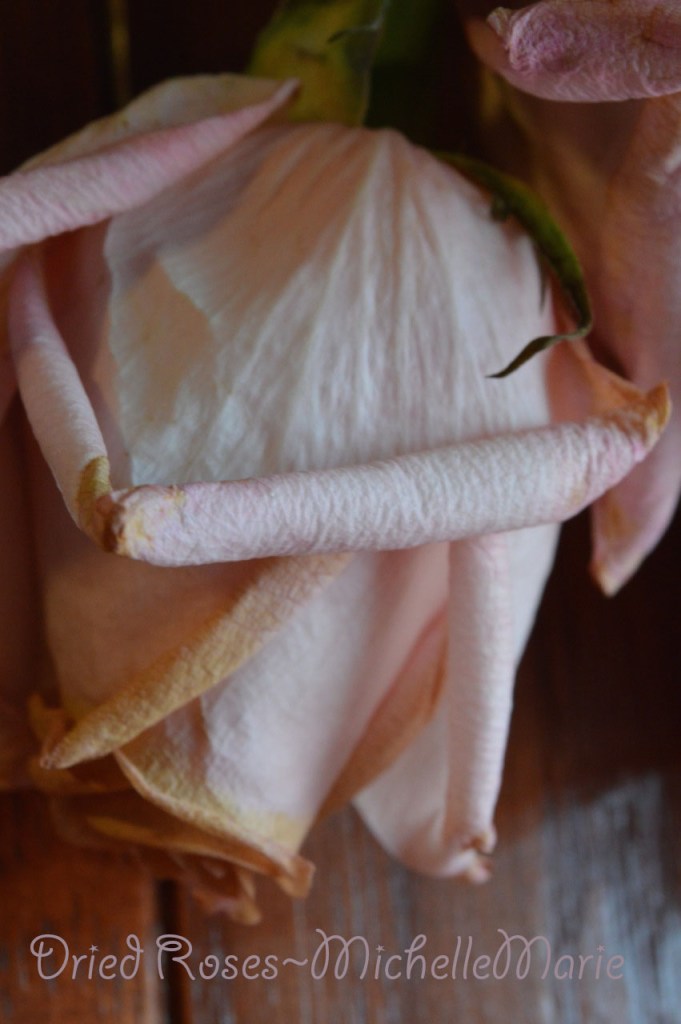 driedrosesmemoriespressed