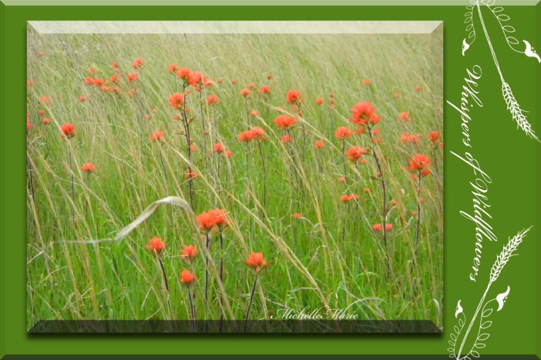 whispersofwildflowers