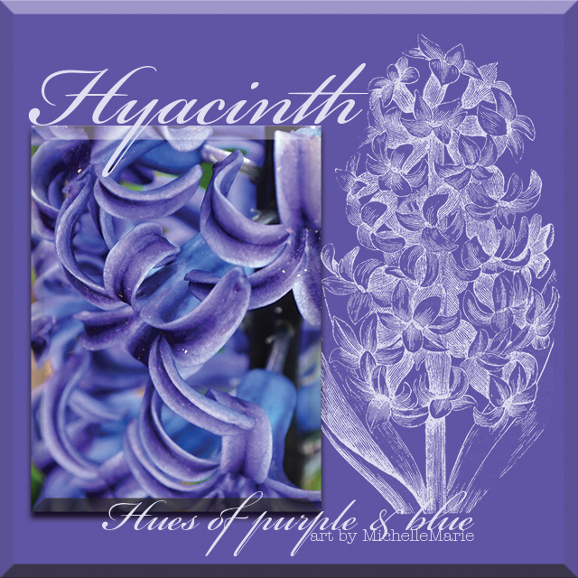 Hyacinth