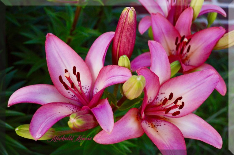 stargazerlilies