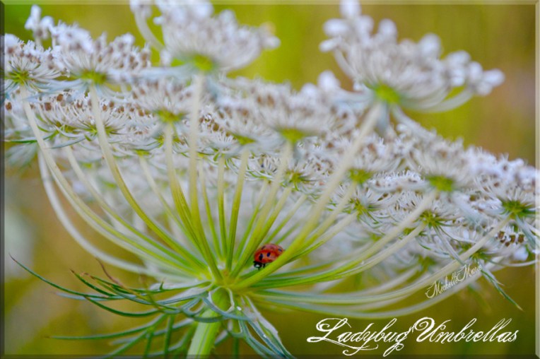 ladybugumbrellas