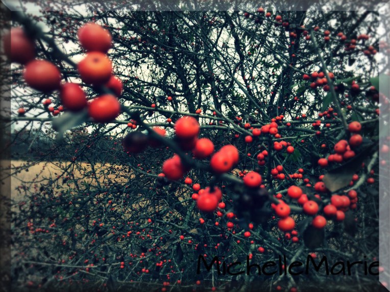 redberries-copy