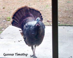 wildturkeyugc