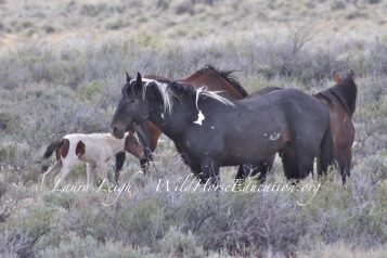 10426807_664448143627557_2152796903698396224_n