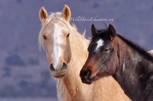 12990938_1027393633999671_9053929376581456236_n