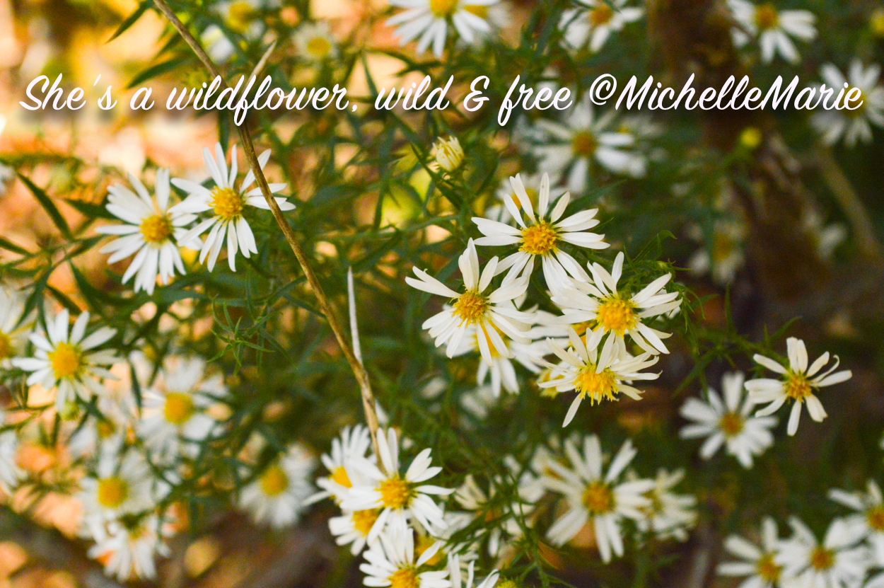 Oklahoma wildflowers