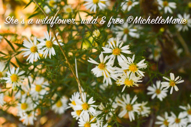 Oklahoma wildflowers