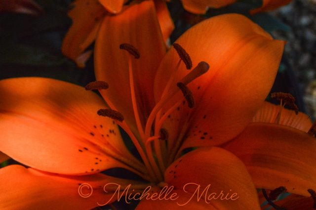 photos by MichelleMarie