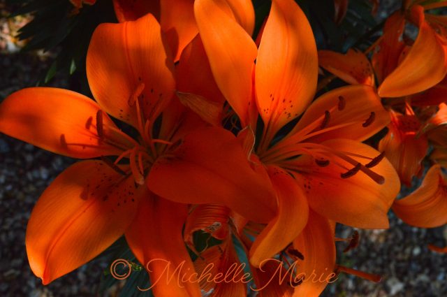 photos by MichelleMarie