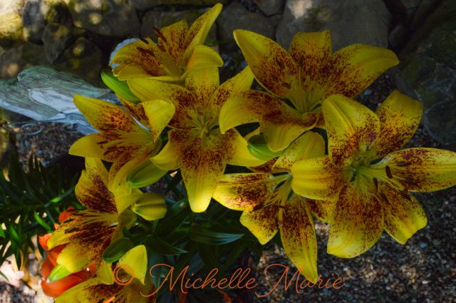 photos by MichelleMarie